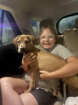 Chance -  Hound and American Staffordshire Terrier Dog for Adoption in Holly Springs, North Carolina - Chance | PetCurious