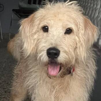 Lhasa Apso and Labradoodle Dogs Available for Adoption in New York, New York - SABA LEE (out Of Town) | PetCurious