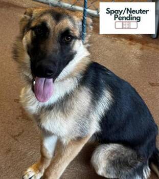 Daisy -  German Shepherd Dog and Mixed Breed Dog for Adoption in Kalispell, Montana - Daisy | PetCurious