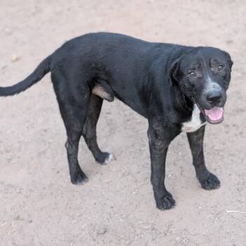 oreo MPAC-Stray-4049 -  Black Labrador Retriever Dog for Adoption in Marshall, Texas - Oreo MPAC-Stray-4049 | PetCurious