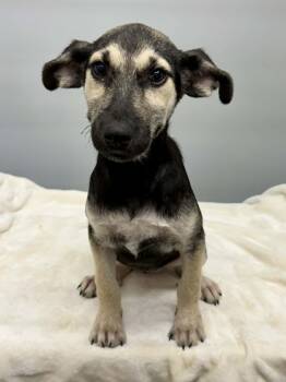 Sam -  German Shepherd Dog Dog for Adoption in Mobile, Alabama - Sam | PetCurious