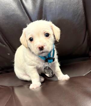 Bluey -  Terrier Dog for Adoption in Carson City, Nevada - Bluey | PetCurious