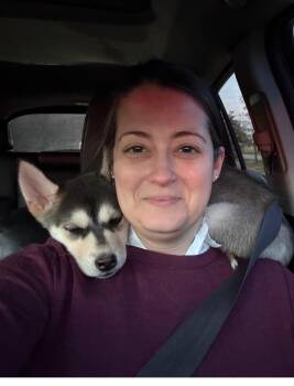 Siberian Husky Dogs Available for Adoption - Morgan | PetCurious
