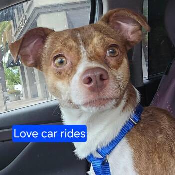 Maury -  Chihuahua Dog for Adoption in Fullerton, California - Maury | PetCurious