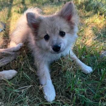Kai -  Pomeranian Dog for Adoption in Overland Park, Kansas - Kai | PetCurious