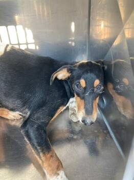 AKASHA -  Mixed Breed Dog for Adoption in Dallas, Texas - AKASHA | PetCurious