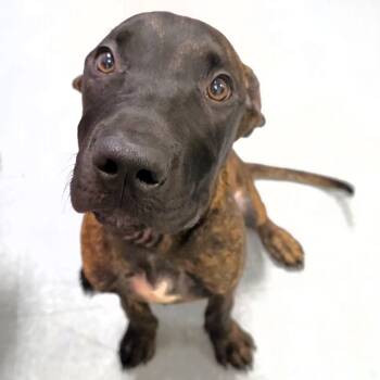 Reese -  Pit Bull Terrier Dog for Adoption in Michigan City, Indiana - Reese | PetCurious