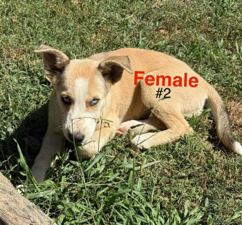 Rescue Mixed Breed Dogs for Adoption in Chattanooga, Tennessee - Mixed Breed Puppy Female #2 | PetCurious