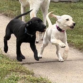 Poppy -  Mixed Breed Dog for Adoption in Alma, Wisconsin - Poppy | PetCurious