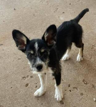 Fern -  Terrier Dog for Adoption in Grafton, Wisconsin - Fern | PetCurious