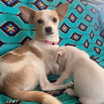 Rescue Chihuahua Dogs for Adoption in Seal Beach, California - Poppy | PetCurious