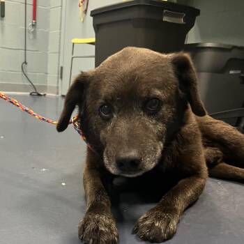 Papa Bear -  Chocolate Labrador Retriever Dog for Adoption in Greensboro, North Carolina - Papa Bear | PetCurious