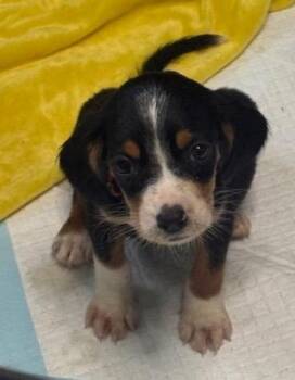 Buzz -  Beagle Dog for Adoption in Scottsburg, Indiana - Buzz | PetCurious