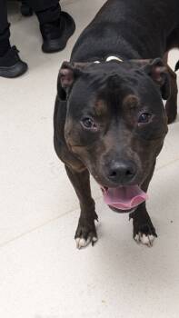 Rescue Pit Bull Terrier and Mixed Breed Dogs for Adoption in Cleveland, Ohio - Beerus | PetCurious