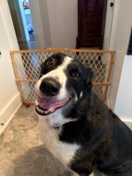 Tucker -  Border Collie Dog for Adoption in Peru, New York - Tucker | PetCurious