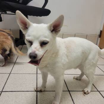 Rescue Mixed Breed Dogs for Adoption in Fredericksburg, Virginia - Chilly | PetCurious