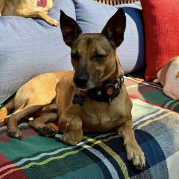 Manchester Terrier Dogs Available for Adoption in Covington, Washington - Prince | PetCurious