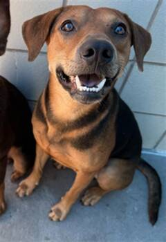 CHARLIE -  Rhodesian Ridgeback and Mixed Breed Dog for Adoption in Corpus Christi, Texas - CHARLIE | PetCurious