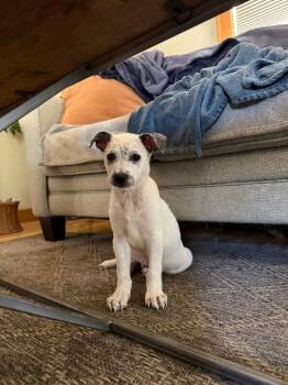 Jif -  Cattle Dog and Mixed Breed Dog for Adoption in Fort Collins, Colorado - Jif | PetCurious