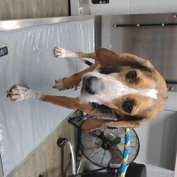 Rescue Beagle Dogs for Adoption in Summerville, South Carolina - Nell | PetCurious