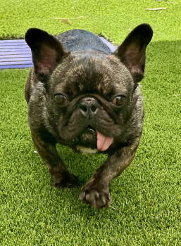 Rescue French Bulldog Dogs for Adoption in Mission Viejo, California - Escargot | PetCurious