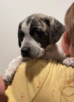Rescue Hound Dogs for Adoption in Minneapolis, Minnesota - Karma | PetCurious