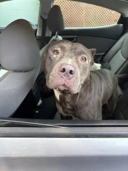 Brutus -  American Staffordshire Terrier Dog for Adoption in Mobile, Alabama - Brutus | PetCurious