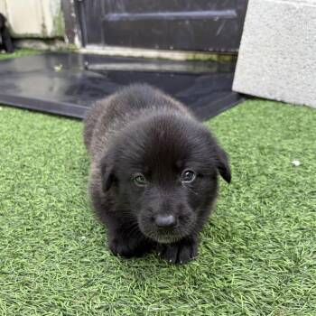 Shepherd Dogs Available for Adoption in Loxahatchee Groves, Florida - Loris 0891 | PetCurious