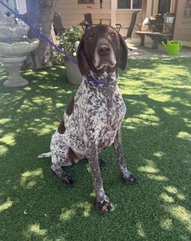German Shorthaired Pointer Dogs Available for Adoption in Temecula, California - Katie | PetCurious