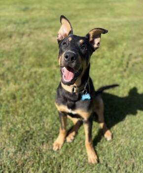 Padre Island -  Rottweiler and German Shepherd Dog Dog for Adoption in Alvin, Texas - Padre Island | PetCurious
