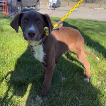 Mixed Breed Dogs Available for Adoption - Spatula | PetCurious