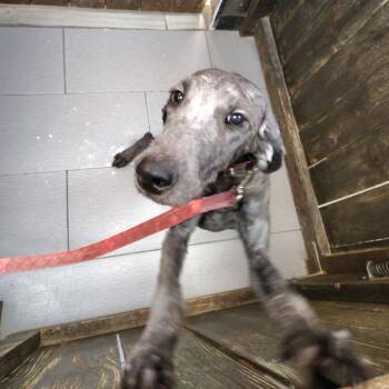 Paisley -  Standard Poodle and Mixed Breed Dog for Adoption in Baton Rouge, Louisiana - Paisley | PetCurious