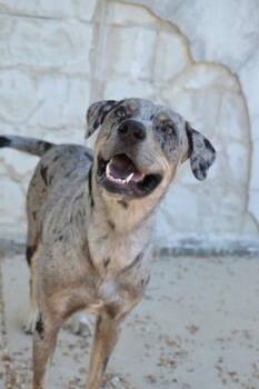 Kaiden -  Mixed Breed Dog for Adoption in Kansas City, Missouri - Kaiden | PetCurious