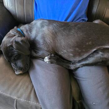Blue -  German Shepherd Dog and Mixed Breed Dog for Adoption in Murray, Utah - Blue | PetCurious