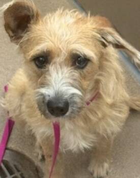 Rescue Terrier Dogs for Adoption in Dallas, Texas - Sweetheart | PetCurious