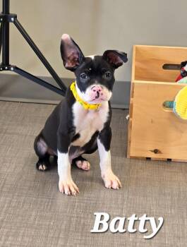 Batty Yrly 321 -  Terrier Dog for Adoption in Sidney, Ohio - Batty Yrly 321 | PetCurious