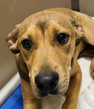 Black Mouth Cur Dogs Available for Adoption - RJ | PetCurious