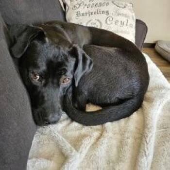 Labrador Retriever Dogs Available for Adoption in Minneapolis, Minnesota - Maddie | PetCurious