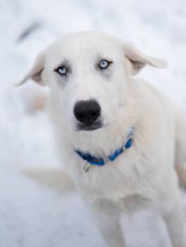 Great Pyrenees Dogs Available for Adoption - Laney | PetCurious