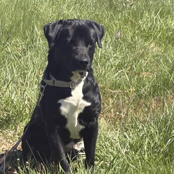 Black Labrador Retriever Dogs Available for Adoption - Bart  | PetCurious