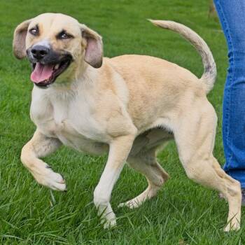Labrador Retriever Dogs Available for Adoption in South Elgin, Illinois - Priscilla | PetCurious