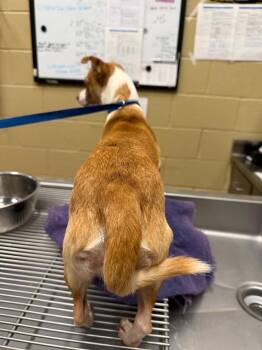 Chuleya -  Chihuahua Dog for Adoption in Douglasville, Georgia - Chuleya | PetCurious