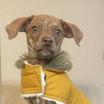 Rescue Dachshund Dogs for Adoption in Boone, Iowa - Daphne | PetCurious