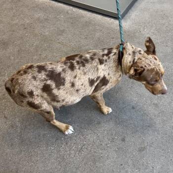 108252 -  Mixed Breed Dog for Adoption in Las Cruces, New Mexico - 108252 | PetCurious