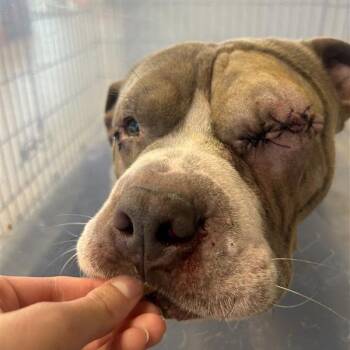 Everett -  Mixed Breed Dog for Adoption in Bentonville, Arkansas - Everett | PetCurious