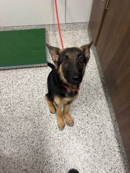 Gabe -  German Shepherd Dog Dog for Adoption in Clarksville, Tennessee - Gabe | PetCurious