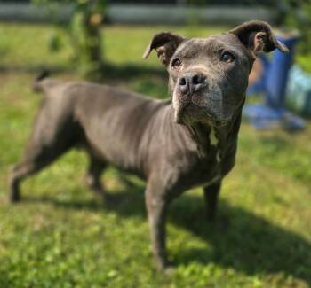 LADY -  Mixed Breed Dog for Adoption in Columbia, South Carolina - LADY | PetCurious