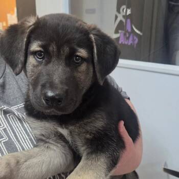 Karma -  Mixed Breed Dog for Adoption in Fort Bragg, California - Karma | PetCurious