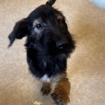 German Shepherd Dog Dogs Available for Adoption in Philadelphia, Pennsylvania - Sansa | PetCurious