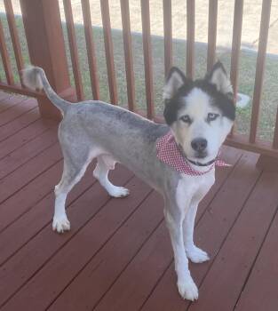 TJ -  Siberian Husky Dog for Adoption in Slidell, Louisiana - TJ | PetCurious